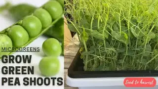 Выращивание ростков гороха / микрозелени зеленого горошка
