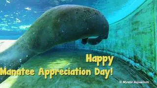 Happy Manatee Appreciation Day!