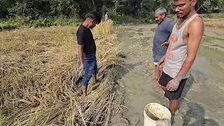 धान 🌾 के खेत मे मिली बहोत सारी मछलीया 🐟 (village life alluvial soil field fishing) NorthIndia 