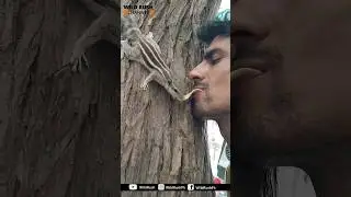 Palm Squirrel 🐿