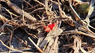 Huge Red Velvet Mite Out For A Spring Stroll!