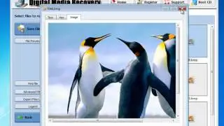 BMP File Recovery Software - Recover BMP File