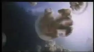 Didjworks-nature-Outbreak of happiness