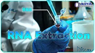 RNA Extraction Process | Animal Tissue | Alpha Genomics #RNA