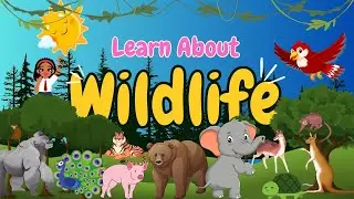 Learn About Wildlife | Animal Identification for Kids | Animal Learning Video 🦁🐘🐻