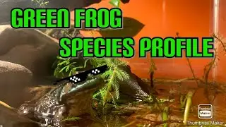 Green Frog- Species Profile 2021