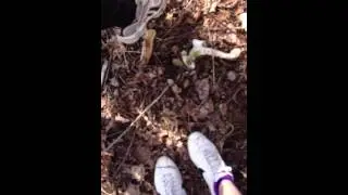 Deer Bones