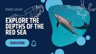 Red Sea Diving 4K - Incredible Underwater World  Sharks, dolphins, Turtles. Relaxation Video