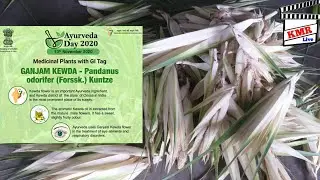 Ganjam Kewda -Pandanus Odorifer (Forssk.)Kuntze #AyurvedaDay