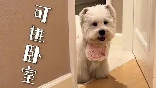 【雪糕長不高】有的小狗可以進臥室，因爲你倆不一樣 #搞笑 #熱門 #推薦 #萌宠 #萌宠出道 #可爱 #可爱到爆炸
