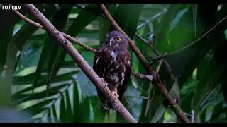 X-H2S Birding Photography with Liew WK