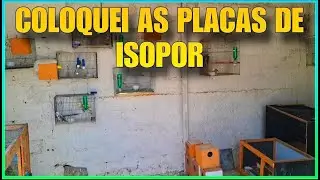 FUI EM UM PET SHOP / PASSEI UM CASAL DE PERIQUITOS E ACABOU O CALOR.....