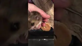 He was Saved!!! Rescued Deer Mouse Loves Mommy 💜🥰#deermouse #rescue #mouse #loved #blessed