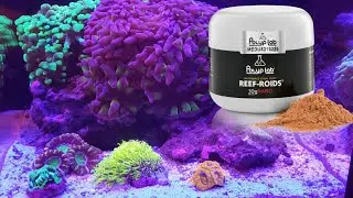 Feeding My Corals Reef Roids!