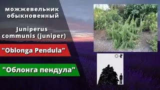 'Oblonga Pendula' - 