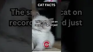 Smallest Cat 🐈 on the record weighed just 🤔 #education #cats #cat #catlover #chunkytruth #facts