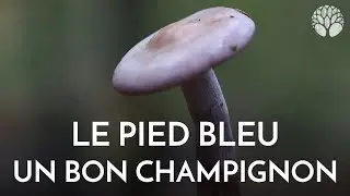Le d&eacute;licieux pied bleu, confusion avec des cortinaires