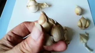 Bulbillen. Knoblauch anbauen mit...