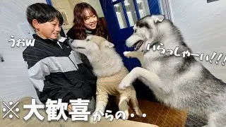 【予想外】大好きな甥っ子と後から来たパパへの反応が違いすぎるハスキー犬がこちらです・・・笑　【シベリアンハスキー】