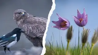 ZA KOPČEKOM - Lesn&eacute; kvety, Zhod, Dravce ČASŤ 03 / 2024