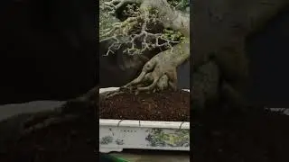 Layering soil inside a bonsai pot #bonsai #terryerasmusbonsai #bonsaitree #bonsaicare
