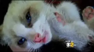 Woman Saves Kitten Tossed On The 60 Freeway &laquo; CBS Los Angeles# UcWTzvnm q0 facebook2