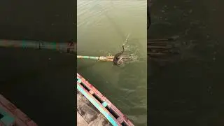 Unique & Best Bowfishing From Boat | Boat Fishing Video | (part_129) #shorts #shortsfeed #boat #fish