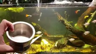 Adding Ground Eggshells To My Waterfall Tank