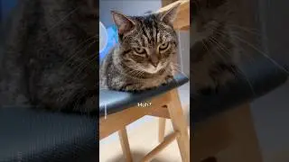 Mango did it! I saw the whole thing!😼 #shorts #cat #funny