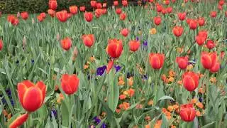 Beautiful Spring flowers collection 2