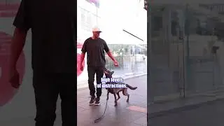 DOG TRAINING IN TIMES SQUARE NEW YORK???🗽 Check this out!! #calik9 #dogtraining #newyork