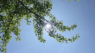 Maidenhair (female) - branches, twigs, leaves & flowers in the sun - April 2025