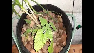 Cheap and easy growbed build for Aquaponics