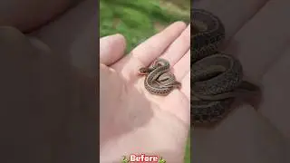 before and after animal transformation 😱 #beforeandafter #ani#animals