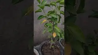 Live highlight #viralvideo #tips #gardeningideas #garden