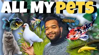 All OF MY PETS IN ONE VIDEO 🤯 || CROODY YOGI