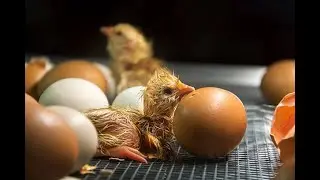 Zimbabwe Hatchery Business: How to Make Big Profits Raising Chicks