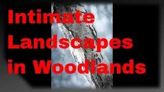 Intimate Landscapes in Woodland #81