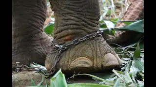 Are Animal Rights Islamic?
