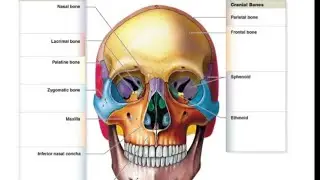 Human anatomy lec 4 part 1
