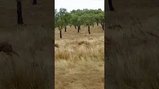 Monteria Partie 1 : Mardi &agrave; 18h00 🤩🇪🇸🔥🦌 #chasse #hunting #monter&iacute;a