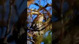 Lesser spotted woodpecker drumming call Dvergspett trommer Малый пёстрый дятел  Kleine bonte specht