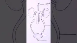 How to draw HUMAN EXCRETORY SYSTEM easily 