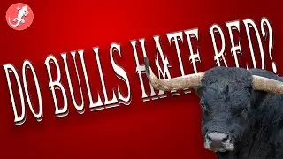 Do Bulls Hate Red?