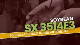 Unbelievable! SX 3514E3 Soybean Outperforms in 2024 New Jersey Trials