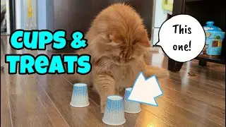 Чашки и лакомства: игра для кошек 🐈
