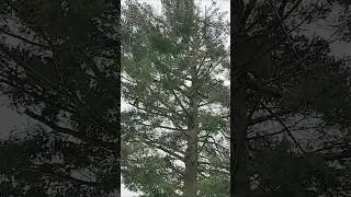 Ice Storm Cleanup #shorts #icestorm #trees #freestuff #winterstorm #freezingrain #cleanup #bonfire
