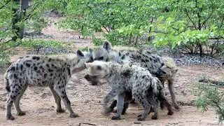 Hyena Conservation: Christmas edition
