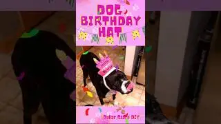 🐾Birthday Hat for boxer dog Brie🐾