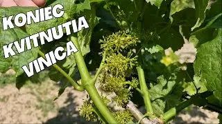 Koniec kvitnutia viniča